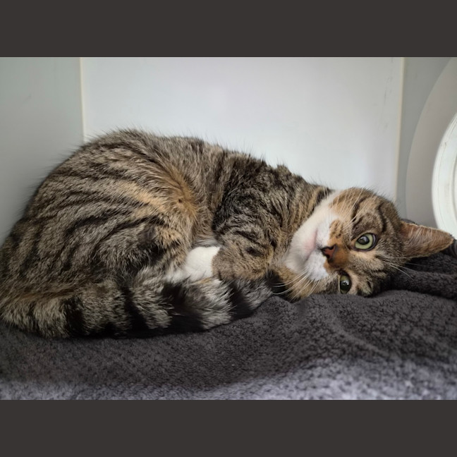 Photo of Tiger