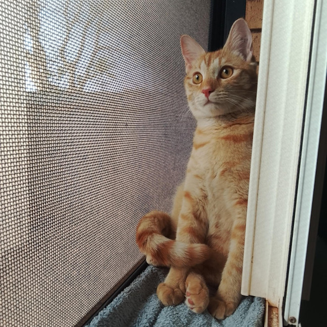 Photo of Cheerio