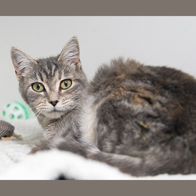 Photo of Catitha
