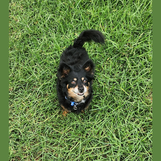 Photo of Elvis   7 Year Old Pomeranian X Chihuahua