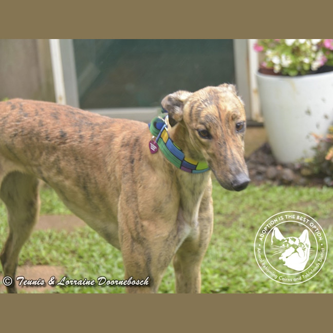 Photo of Tilly (Harra's Tilly)