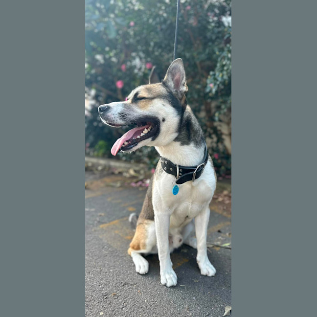 Photo of Rambo