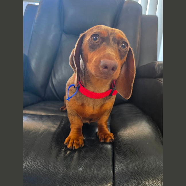 Photo of Rune   7 Month Old Dachshund