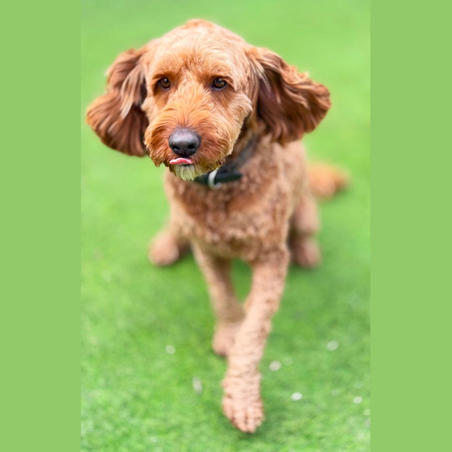 Photo of Rusty