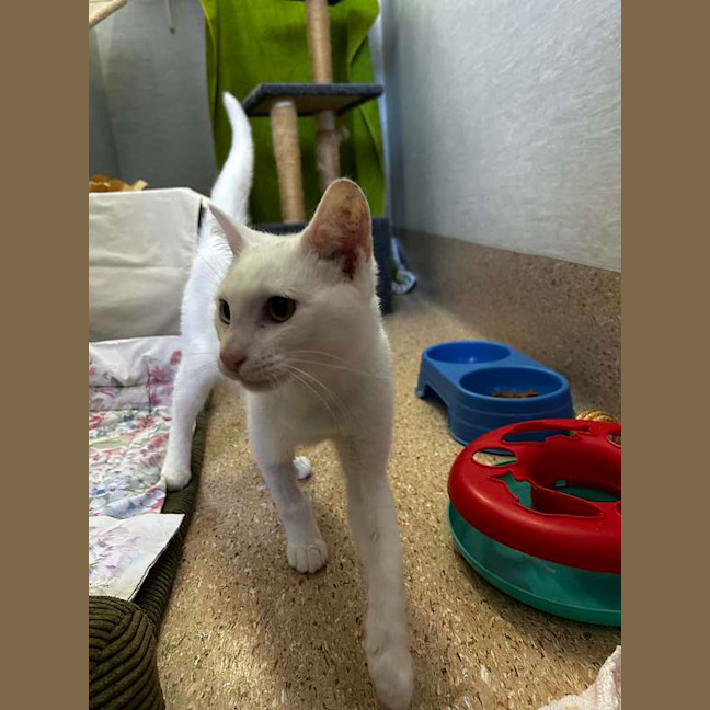 Photo of Casper