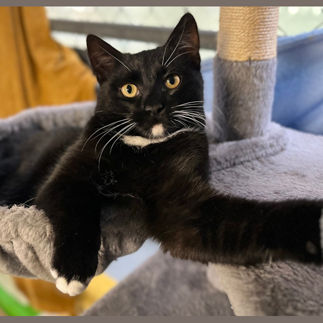 Photo of Hamlet