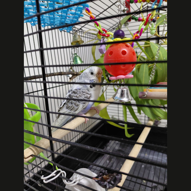 Photo of Gracie