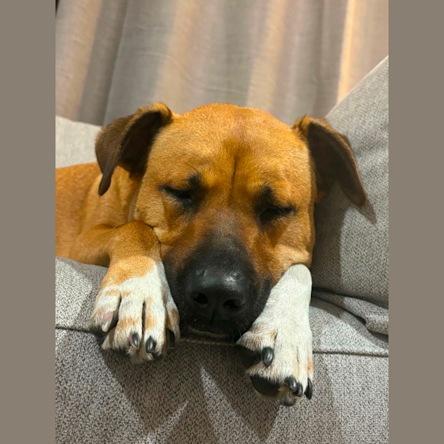 Photo of Brandi   3 Year Old Staffy X Shar Pei