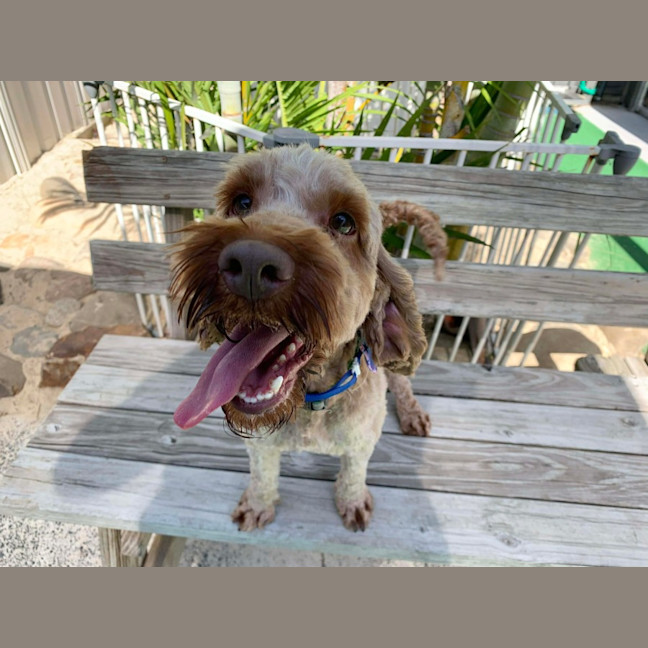 Photo of Simba