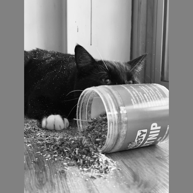 Photo of Flip & Bagel   The Chunky Monkeys