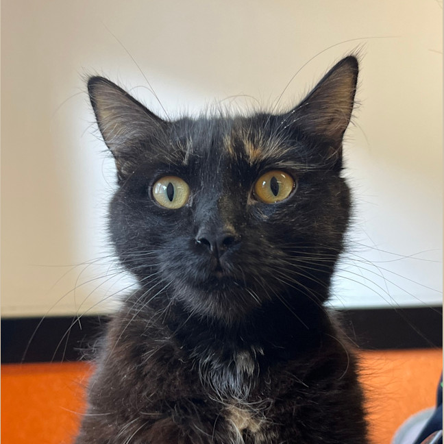 Photo of Tawny