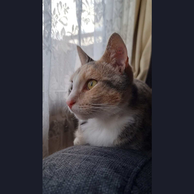 Photo of Lady Marmalade 