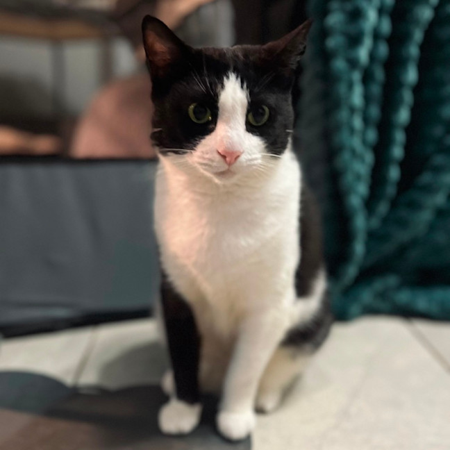 Photo of Bubbles   Assisted Rehome