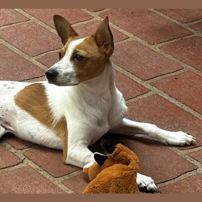 Photo of Toby