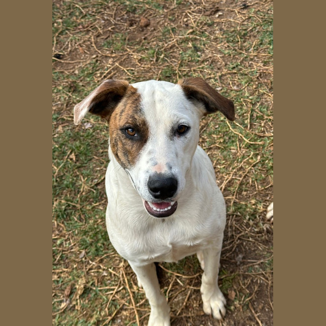 Photo of Thunder *$350 Adoption Fee* 