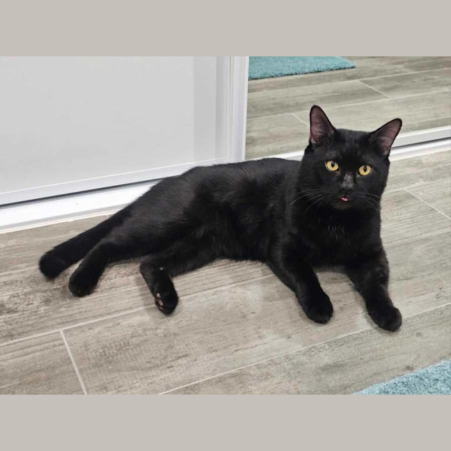 Photo of Pepper