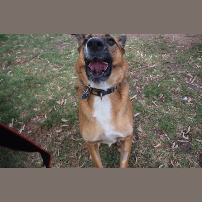 Photo of Tulip
