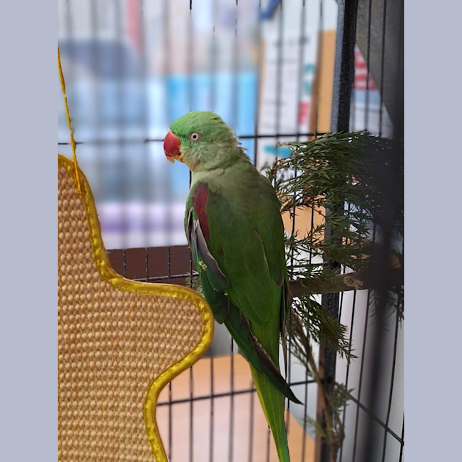 Photo of Hootie