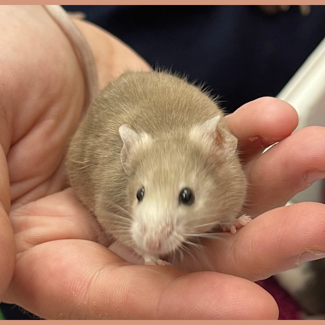 Photo of Feta