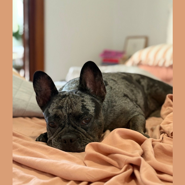 Photo of Coco   5 Year Old French Bulldog
