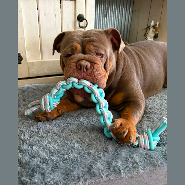 Photo of Tazzie