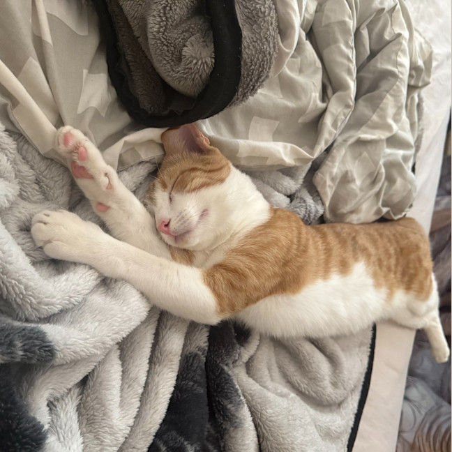 Photo of Angus