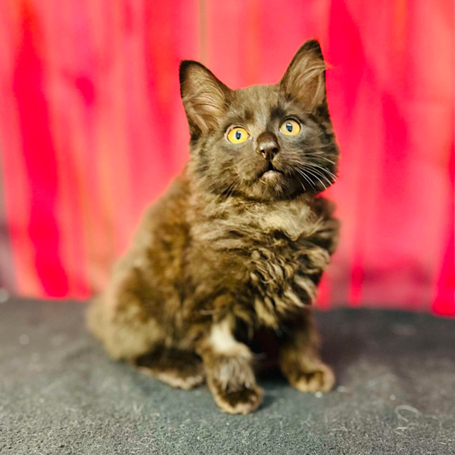 Photo of Merlin (Located In Preston) 