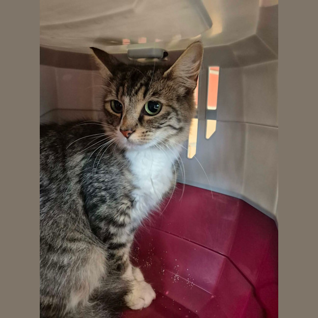 Photo of Darcy! ☘️