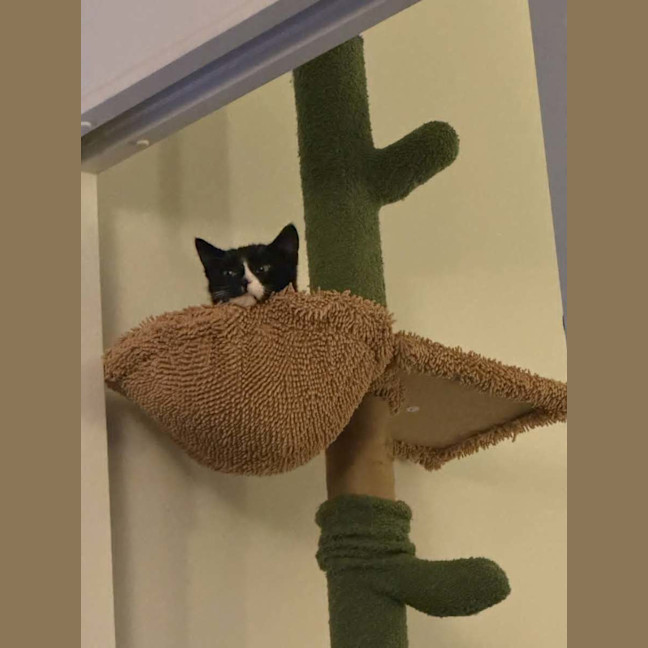 Photo of Morgan *9 Lives Project Rescue*