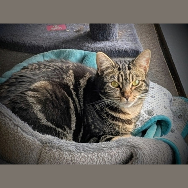 Photo of Jasmine *9 Lives Project Rescue*