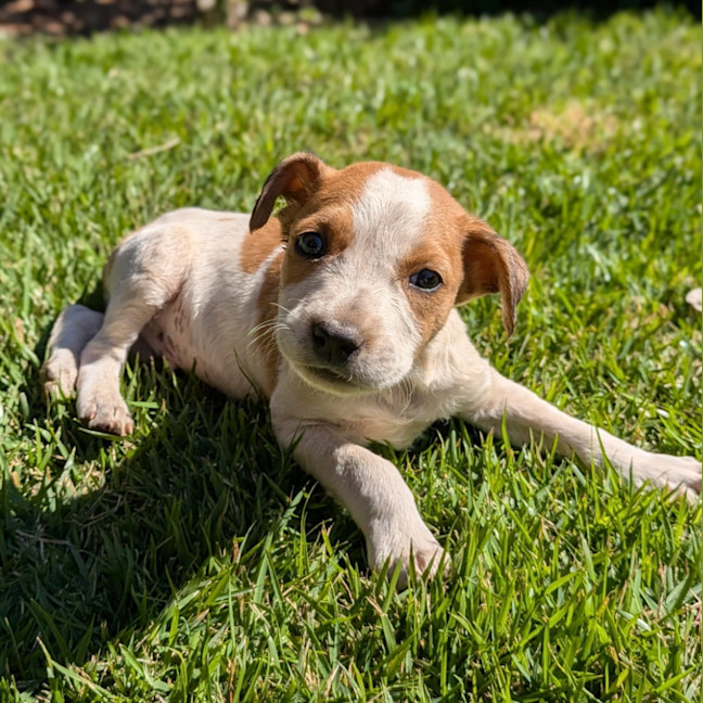 Photo of Regal