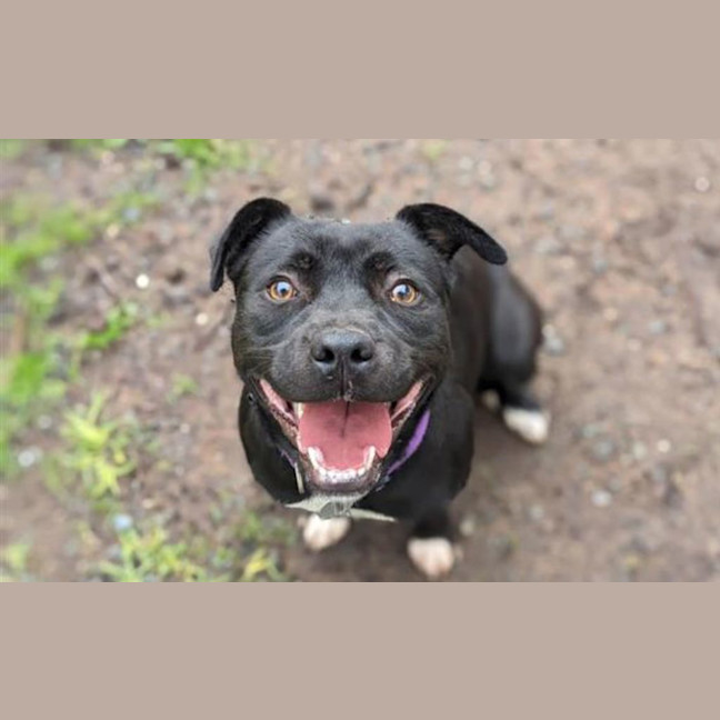 Photo of Daisy