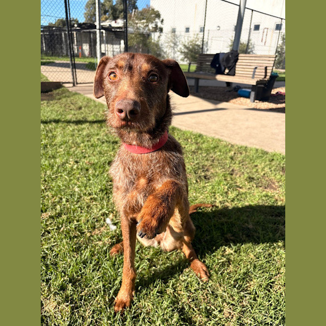 Photo of Rubie