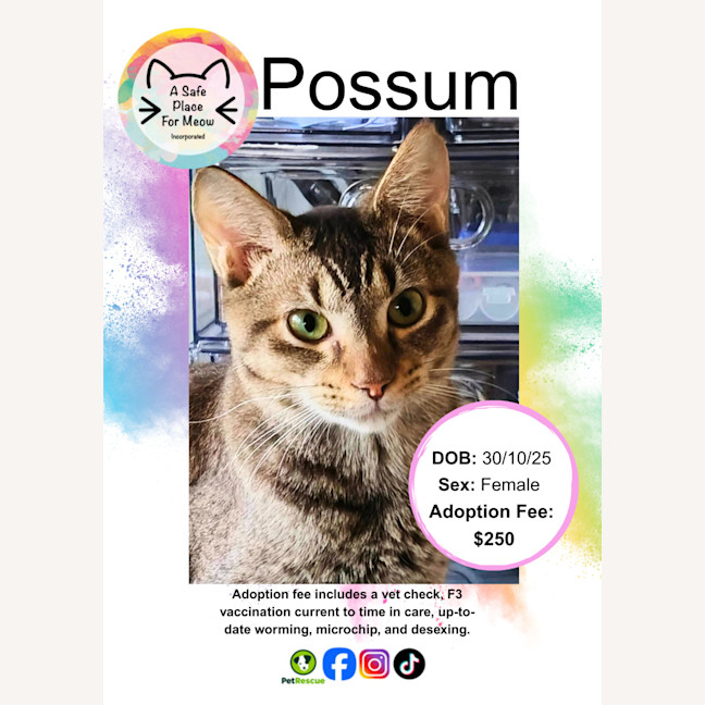 Photo of Possum
