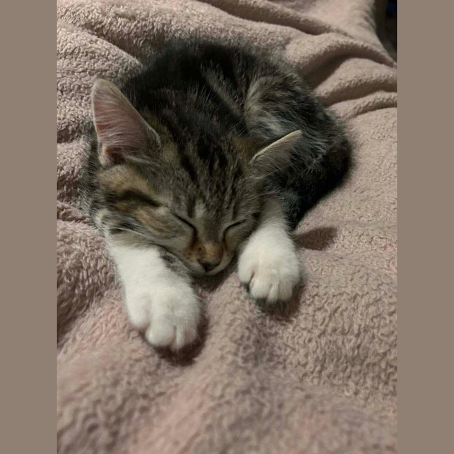 Photo of Olive