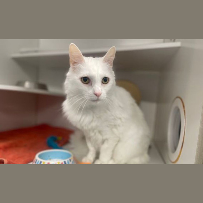 Photo of Kipper