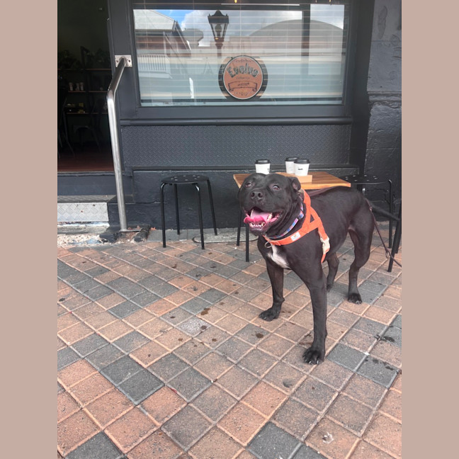 Photo of Huckleberry 