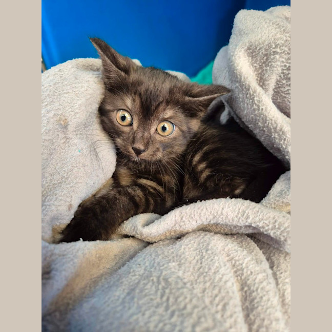 Photo of Fig!