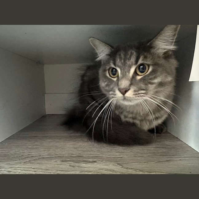 Photo of Floofball
