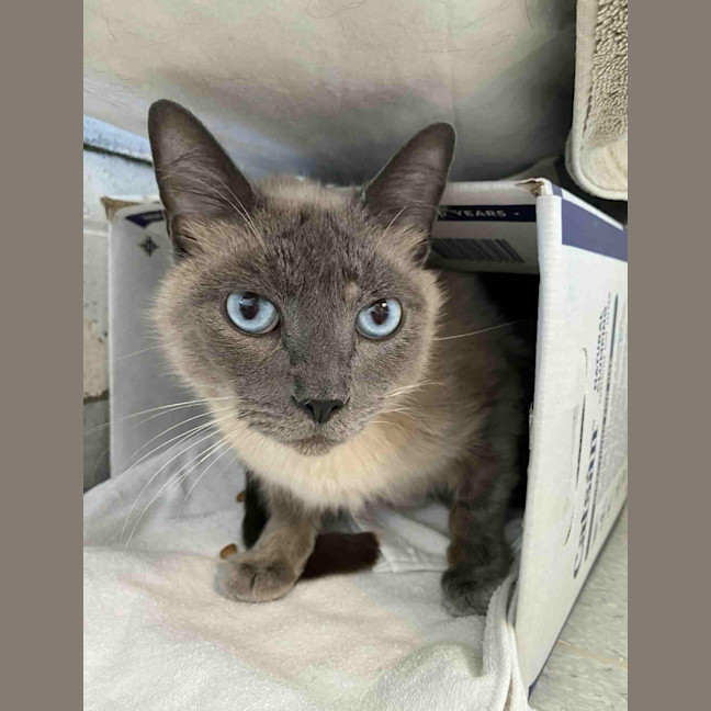 Photo of Mittens