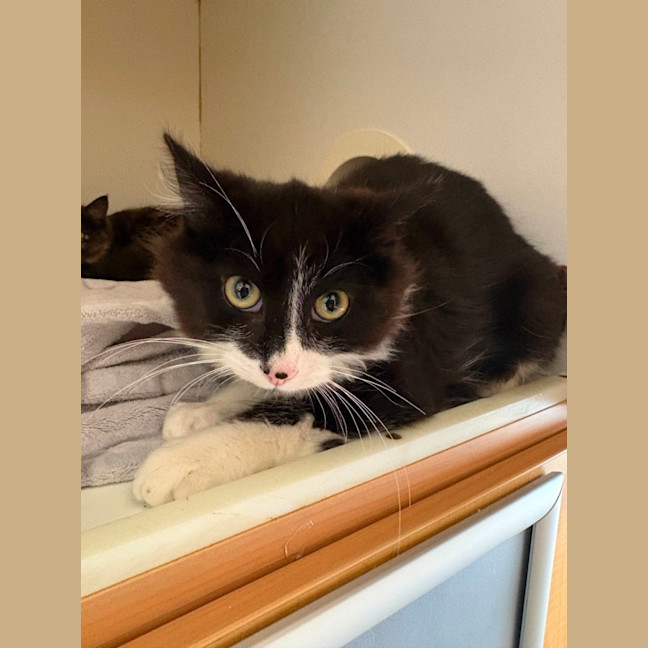 Photo of Zorro 
