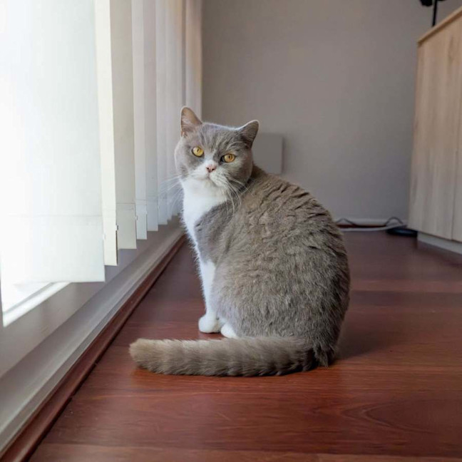 Photo of Teddy