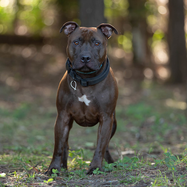 Photo of Opi