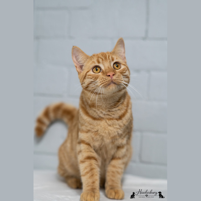 Photo of Samson
