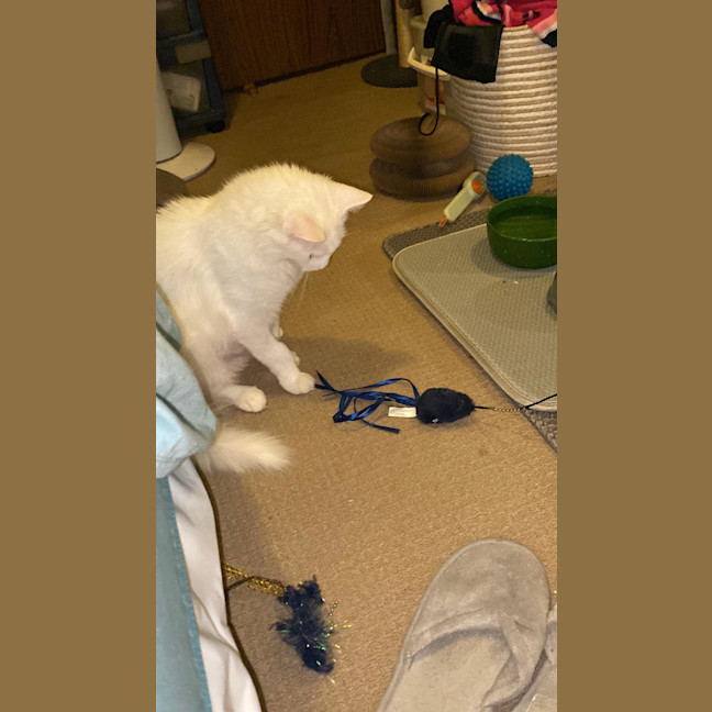 Photo of Cinnamon Roll