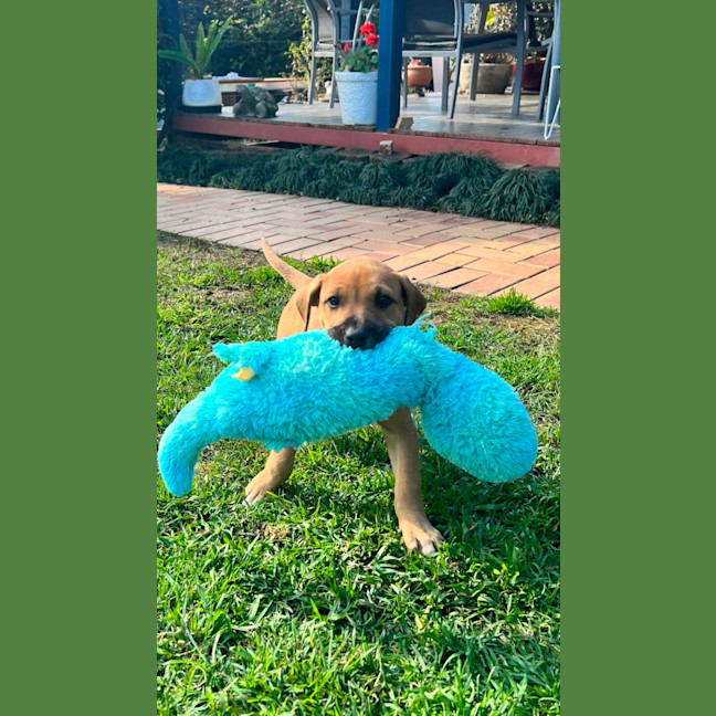 Photo of Goldie
