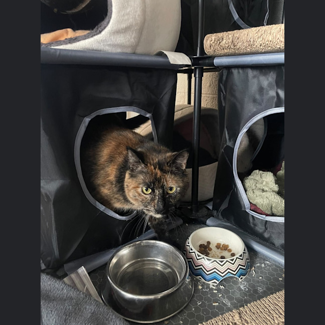 Photo of Jazzy