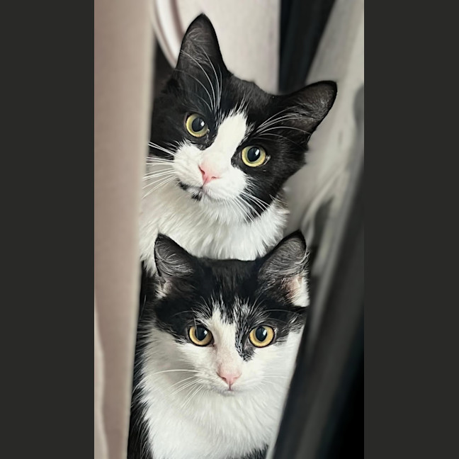 Photo of Felix & Rosie
