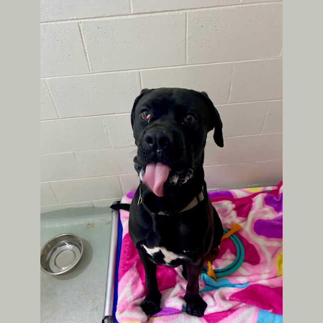 Photo of D1067 Buster