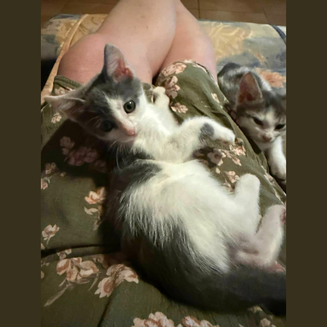 Photo of Misty
